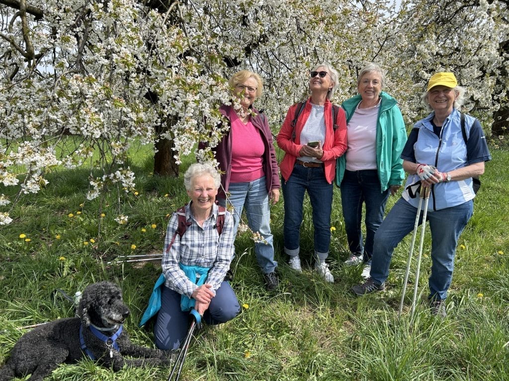 Nordic Walking: Osterausflug zur Kirschblüte in Kalchreuth
